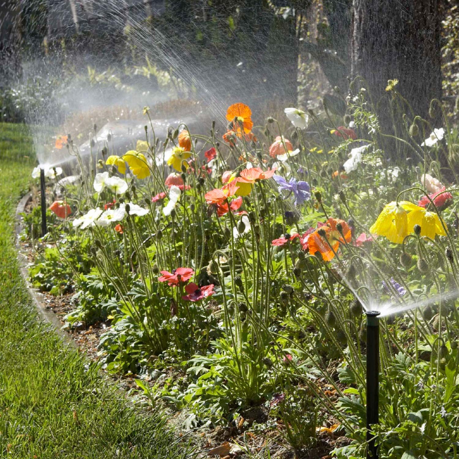 Hunter 4" Pop Up Sprinkler Head, Pressure Regulated 30 PSI, Heavy Duty, WaterSense Certified, Leak Resistant, MP Rotator Compatible, Lawn, Yard, Garden Irrigation - Image 4