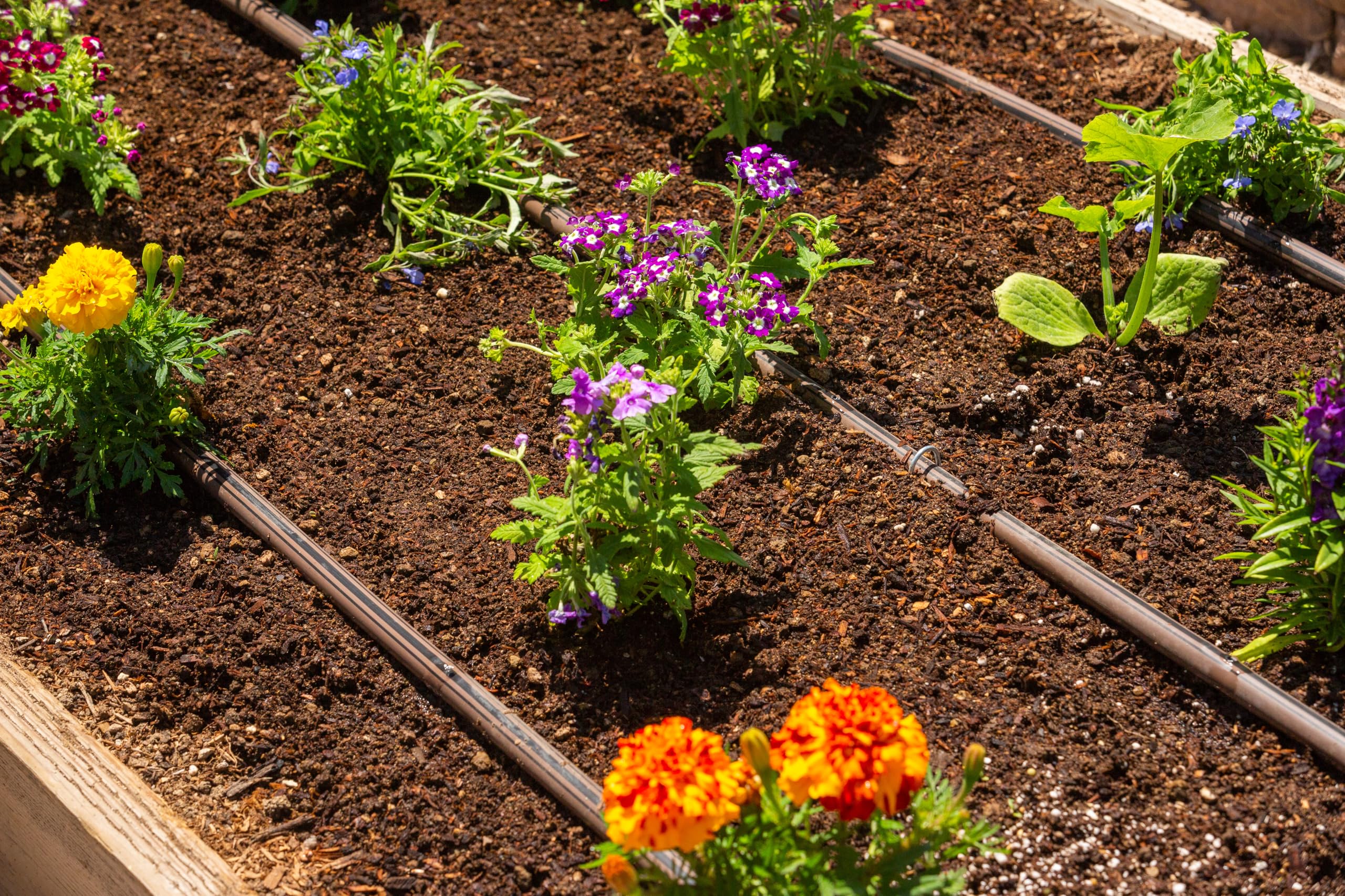 Hunter HDL Dripline PC 250 ft, 0.9 GPH Pressure Compensating Drip Irrigation Tubing, 12" Emitter Spacing for Garden, Lawn, Raised Beds, Landscaping - Image 3