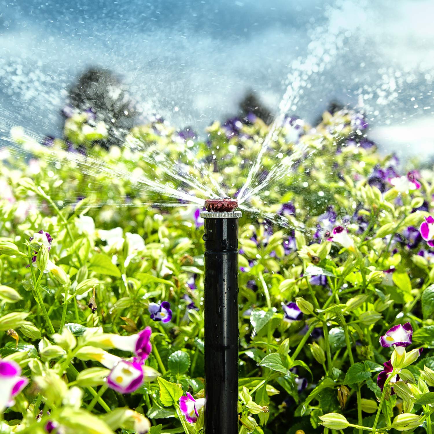 Hunter MP1000-90 Adjustable Sprinkler Nozzle – MP Rotator Head, 90°–210° Arc, 8'–15' Radius, Water-Saving Lawn & Garden Irrigation (Maroon) - Image 3